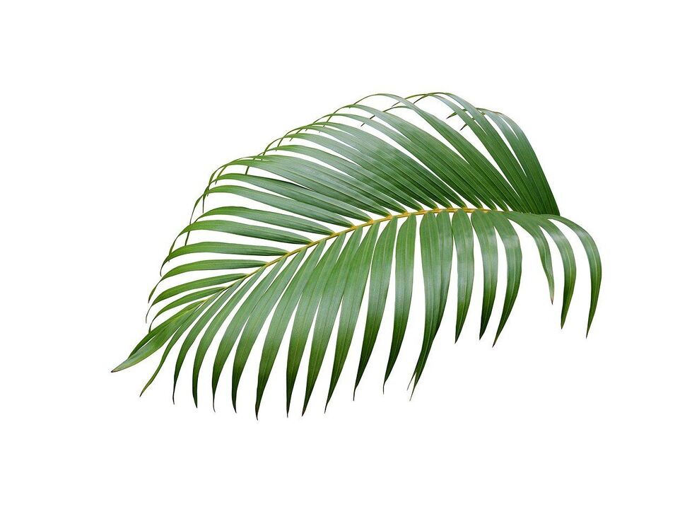 Cerenia Palm Tree στις κάψουλες του Urosaf